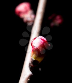 flowers on the tree in nature on a black background. macro