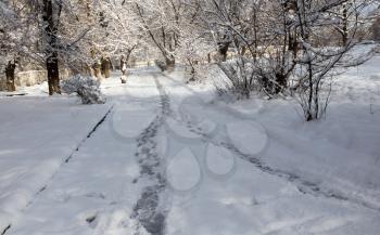 path in the snow on the nature