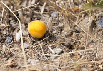 ripe yellow apricots on the ground