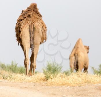 Caravan of camels in the desert