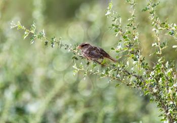 little sparrow on a tree branch