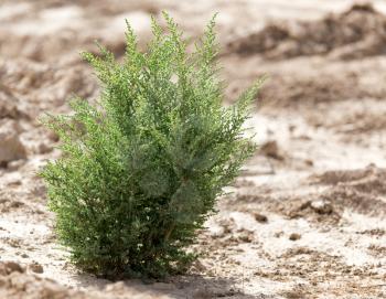 green plant in dry soil in nature
