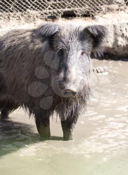 wild boar in the mud in the zoo