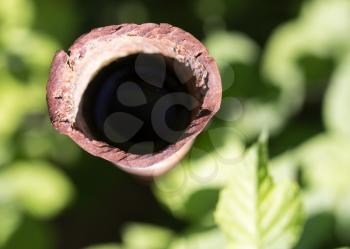rusty pipe on the nature