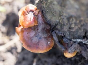 Mushrooms on a stump in winter