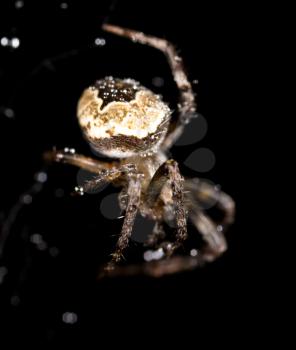 water droplets on a spider web with a spider on a black background