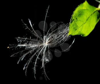 fluffy dandelion on a black background