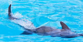 Dolphin in the pool