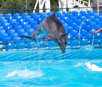 Dolphin jumping in the pool