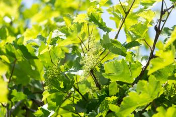 shallow DOF vine sprout with young grape cluster