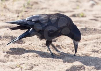black crow on the sand