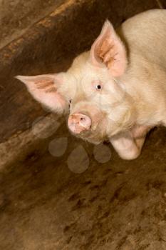 portrait of a pig farm
