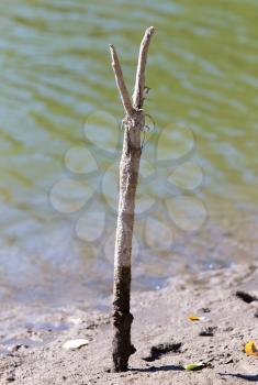 stick for a fishing rod on the shore