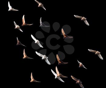 flock of pigeons on a black background