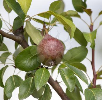 ripe pears on a tree