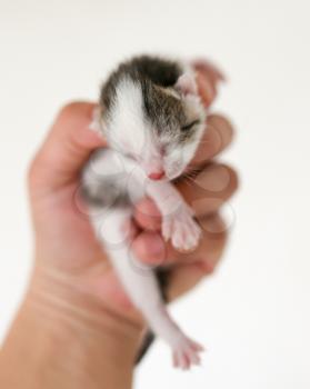 a little blind kitten in hand