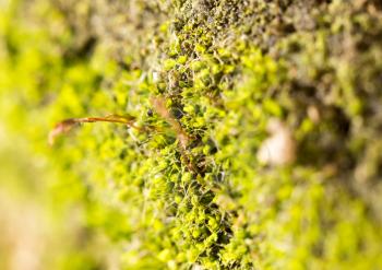moss on nature. close-up