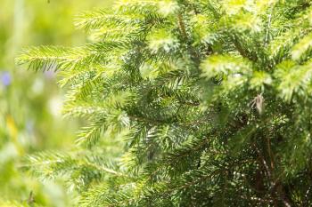 spruce branches on a nature background
