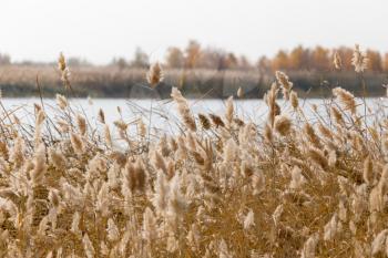yellow reeds at the lake in nature in autumn