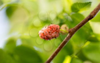mulberry berry on the tree in nature