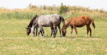 Three horses in a pasture in nature