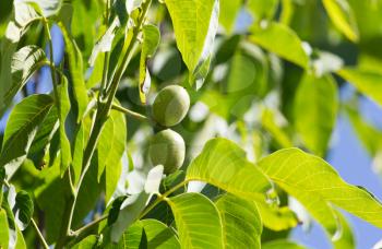 green walnuts on the tree