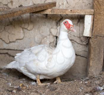 Portrait of white duck on a farm
