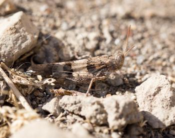 grasshopper on the ground in nature