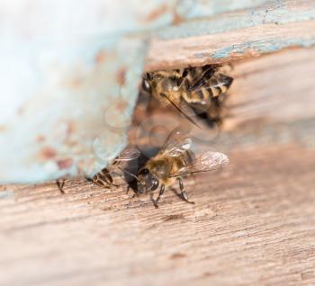 bees in the apiary