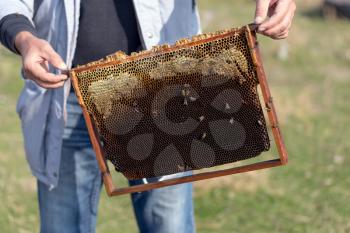 frame with bees in the hands of the apiary
