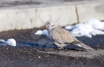 dove in nature in winter