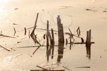 reeds on the surface of the water at sunset