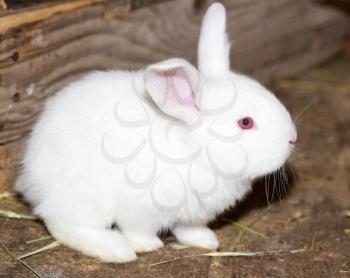 little white rabbit on the farm