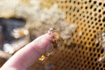 Honey on his finger in the apiary