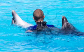 trainer with two dolphins in a pool