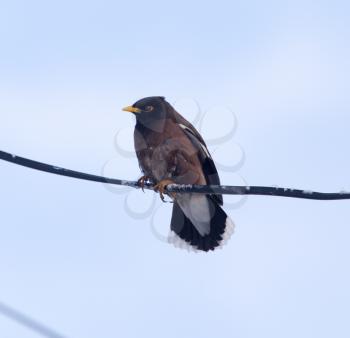 Starling on a wire against a blue sky