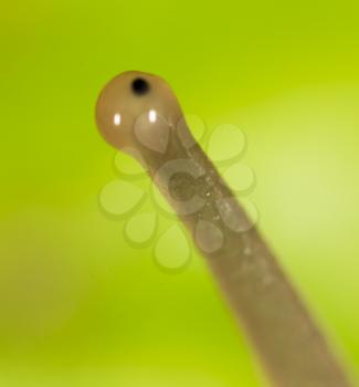 Eye snail in nature. super macro