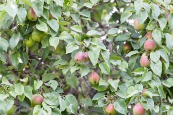 pears on the tree in nature