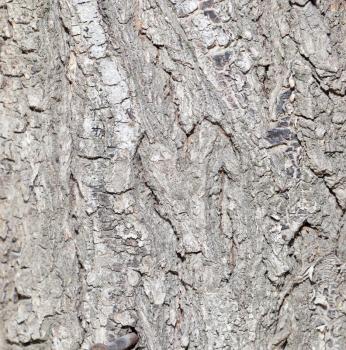 bark on a tree as a background