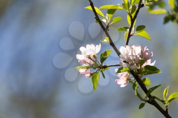 flowers on apple trees against the blue sky outdoors