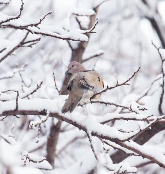 dove on the tree in winter