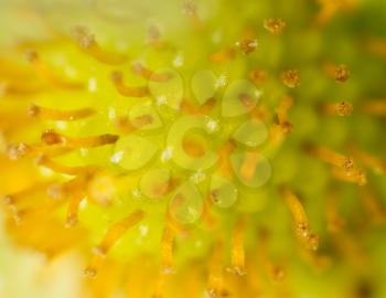 flower pollen. Super Macro