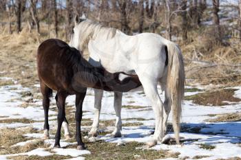 Horse feeds foal
