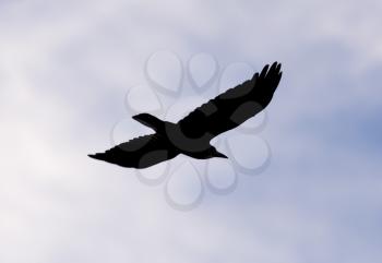 crows on the background of the sky with clouds