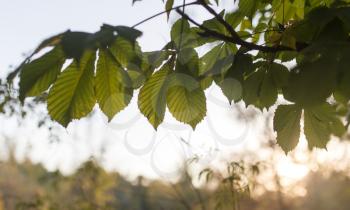 Chestnut branch with leaves at sunset