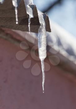 Icicles from the roof of the house