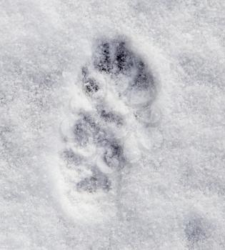 Dog footprints in the snow as a background