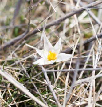 snowdrop flower in nature