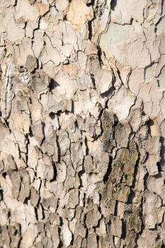 tree bark as a background