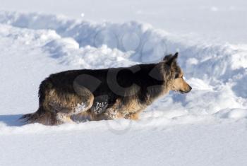 Dog in the snow in the winter .